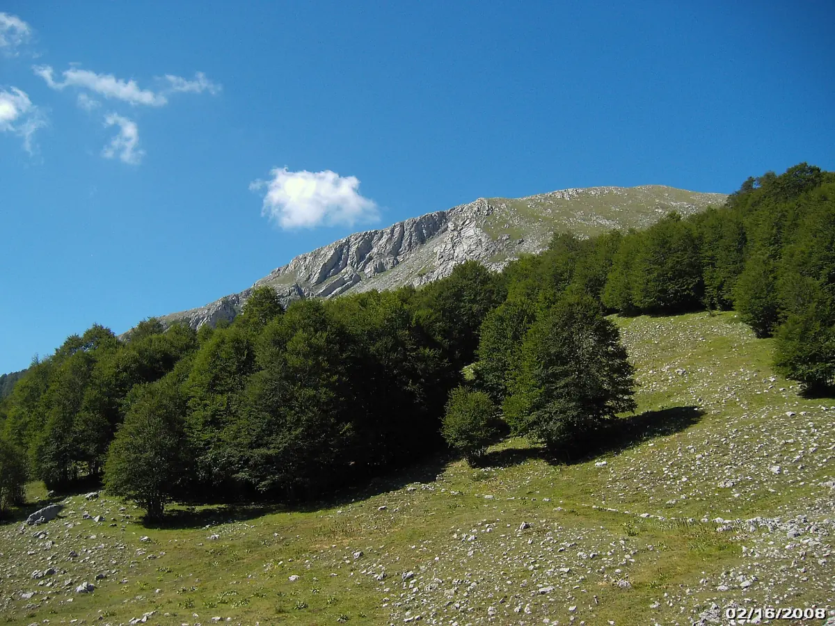 Der Monte Pollino über Buchenwald