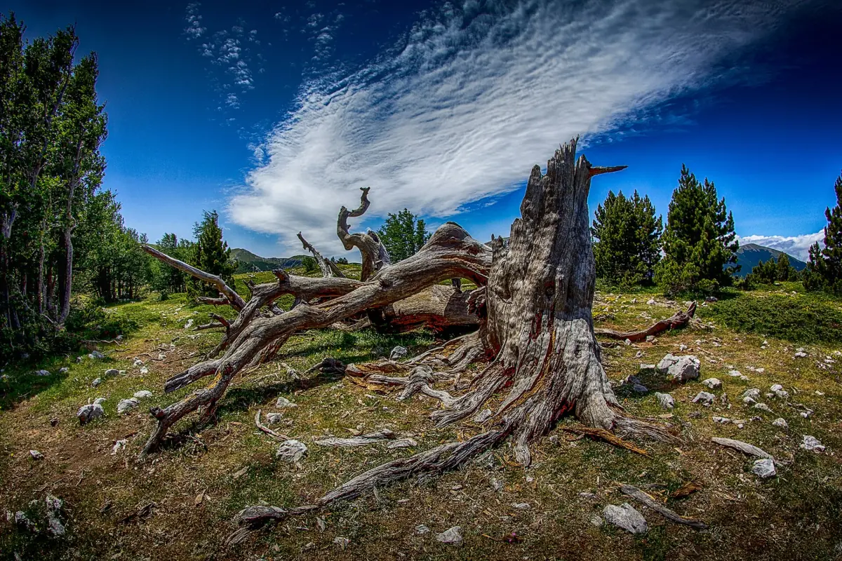 A Bosnian pine on the Pollino