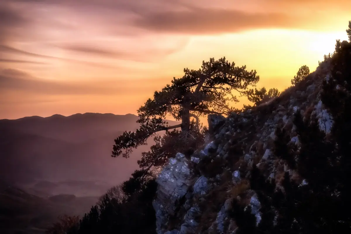 A Bosnian pine at sunset